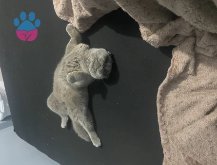 Scottish Fold Kedime Eş Aramaktayız