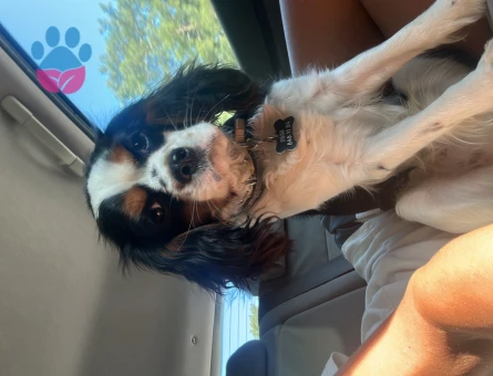 17 Aylık Cavalier King Oğlum Kızgınlıkta