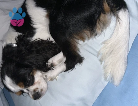 17 Aylık Cavalier King Oğlum Kızgınlıkta