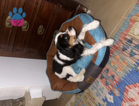 17 Aylık Cavalier King Oğlum Kızgınlıkta