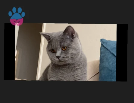 British Shorthair 1 Yaşında Oğlum Eş Arıyor