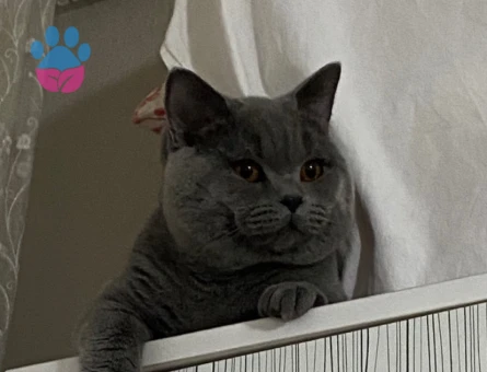 British Shorthair 1 Yaşında Oğlum Eş Arıyor
