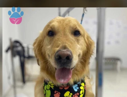 Golden Retriever Yakışıklı Oğlumuza Dişi Güzellik Arıyoruz