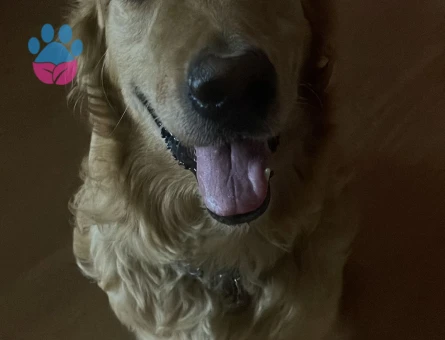Golden Retriever Yakışıklı Oğlumuza Dişi Güzellik Arıyoruz