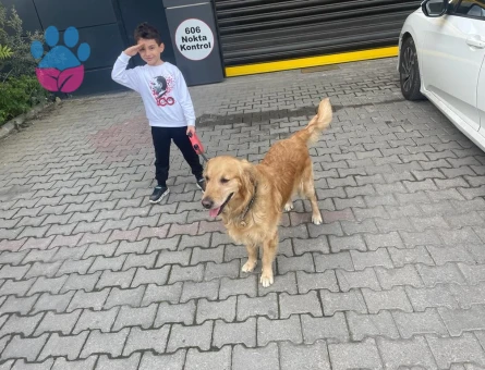 Golden Retriever Yakışıklı Oğlumuza Dişi Güzellik Arıyoruz