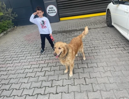 Golden Retriever Yakışıklı Oğlumuza Dişi Güzellik Arıyoruz - 118963283