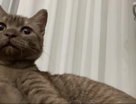 British Shorthair Kedim Acil Eş Arıyor - 118963288