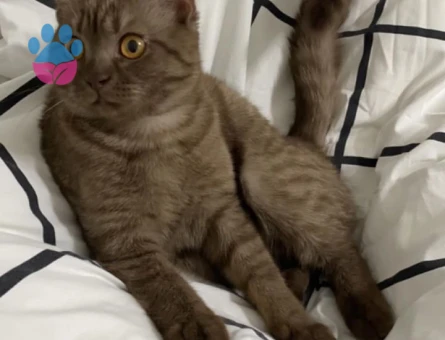 British Shorthair Kedim Acil Eş Arıyor