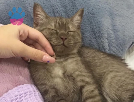 British Shorthair Kedim Acil Eş Arıyor