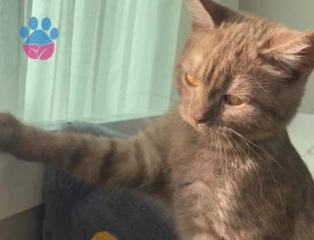British Shorthair Kedim Acil Eş Arıyor