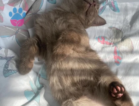 British Shorthair Kedim Acil Eş Arıyor