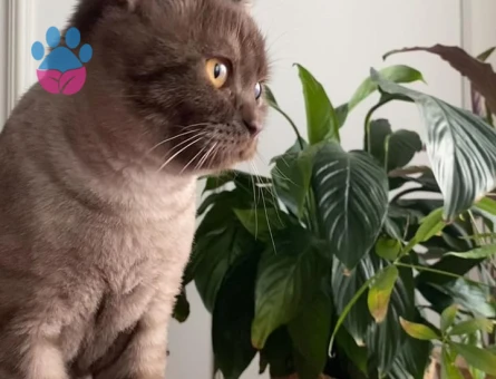 British Shorthair Kedim Acil Eş Arıyor