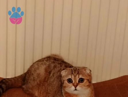 Scottish Fold 1 Yaşında Kızım Eş Arıyor