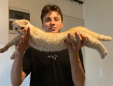 1 Yaşında Scottish Fold Kedim Eş Arıyor - 118963291