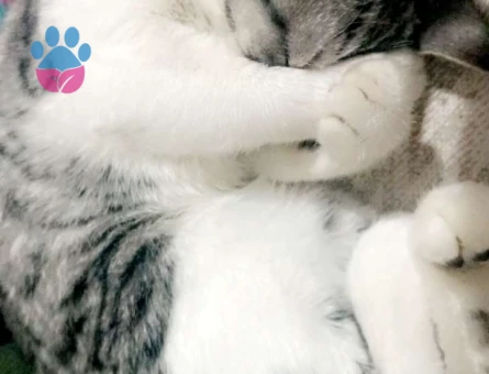 British Shorthair Leoparıma damat arıyoruz