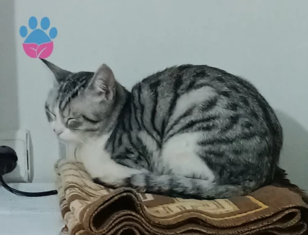 British Shorthair Leoparıma damat arıyoruz