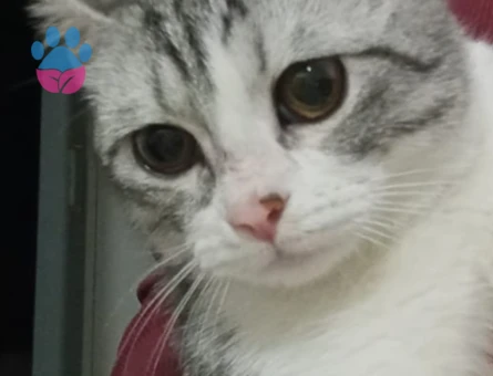 British Shorthair Leoparıma damat arıyoruz