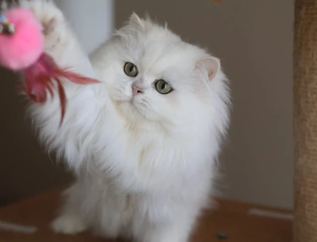 Safkan British Longhair Şecereli  Erkek - 118975291