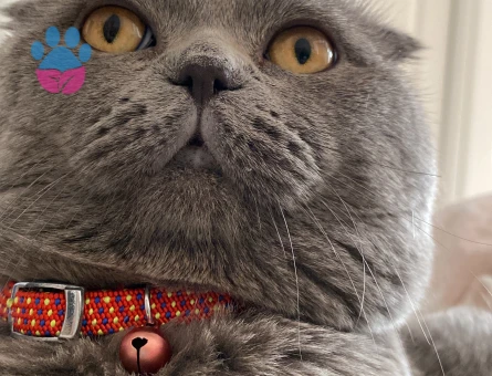 Scottish Fold 3 Yaşında Kedim Eş Arıyor