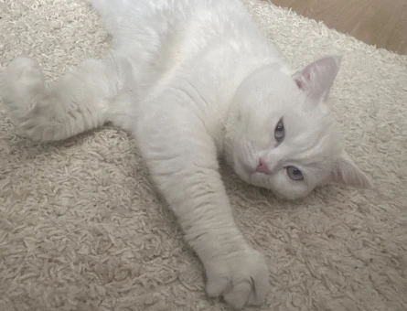 Dişi kedi arıyorum - 118975294