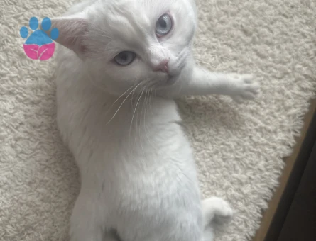 Dişi kedi arıyorum