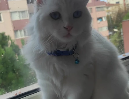 Scottis longhair Erkek 8aylık - 118975297
