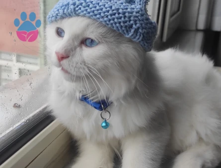 Scottis longhair Erkek 8aylık