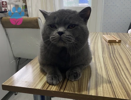 Erkek kedimize eş arıyoruz