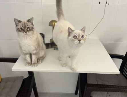 İki oğlumuza dişi kedi arıyoruz - 118975302