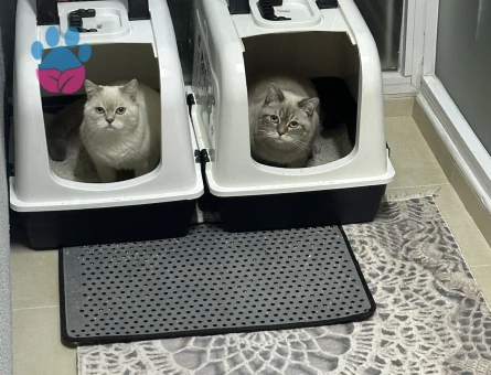 İki oğlumuza dişi kedi arıyoruz