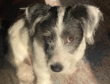 Terrier kızıma eş arıyorum - 118975303