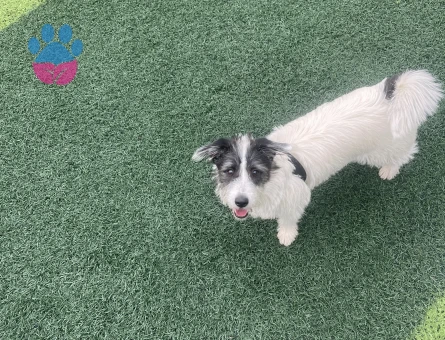 Terrier kızıma eş arıyorum