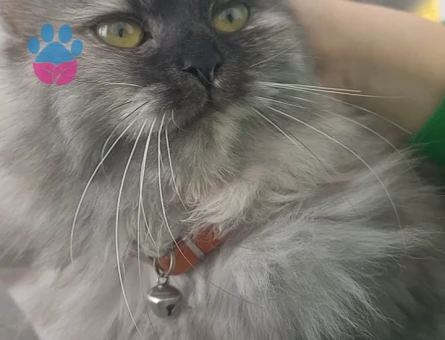 Kızıma eş arıyorum