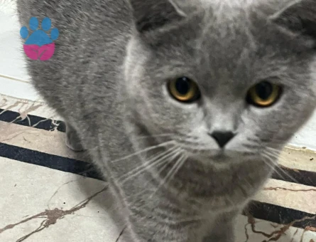 Güzel kızımıza eş arıyoruz