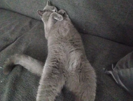 1 yaşındaki British shorthair oğluma eş arıyorumm - 118975312