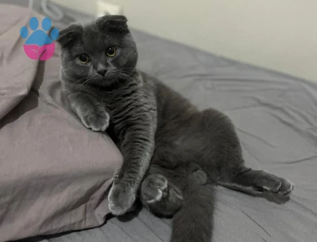 Scottish Fold 2 Yaşında Eş Arıyor