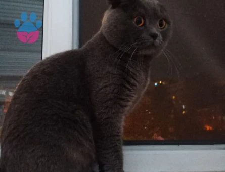 Scottish Fold 2 Yaşında Eş Arıyor