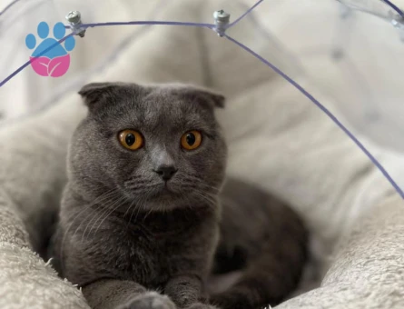 Scottish Fold 2 Yaşında Eş Arıyor