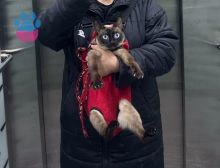 Erkek siyam kedi eş arıyoruz