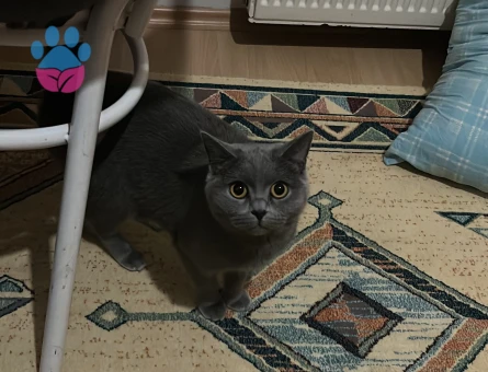 British Shorthair Kedime Damat aranıyor