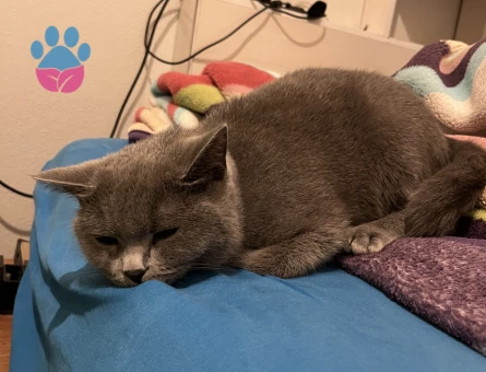 British Shorthair Kedime Damat aranıyor