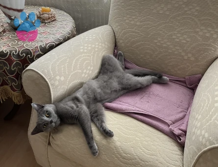 British Shorthair Kedime Damat aranıyor