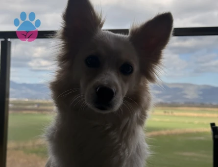 Japon Spitz Fino Mix Dişi 7 kg