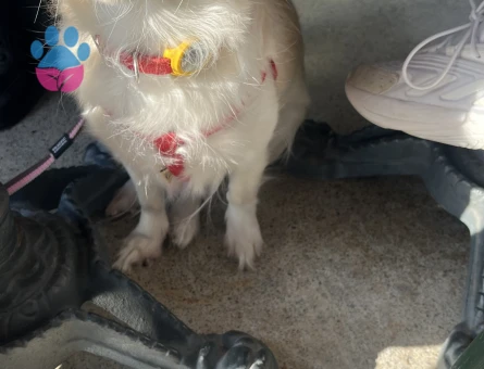 Japon Spitz Fino Mix Dişi 7 kg