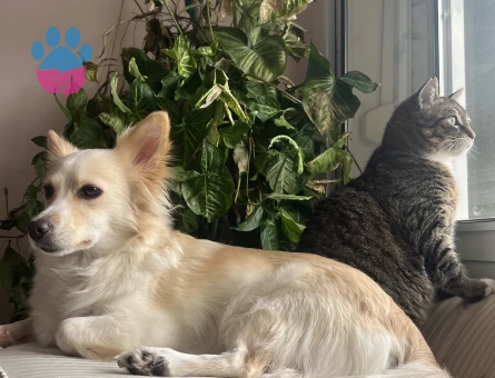 Japon Spitz Fino Mix Dişi 7 kg