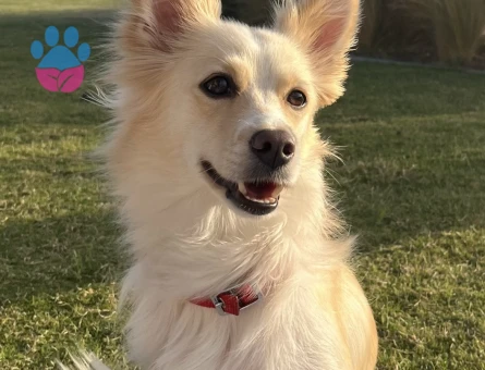 Japon Spitz Fino Mix Dişi 7 kg