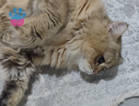 British long golden ny 11 erkek