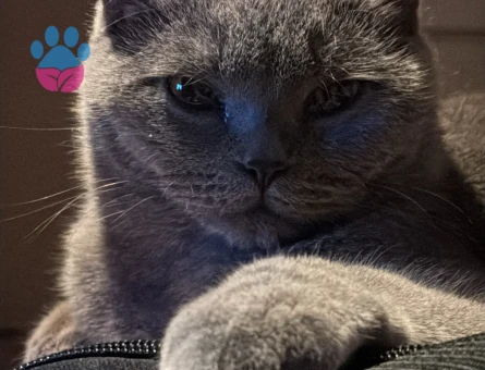 Kızım Yoda İçin Eş Arıyorum