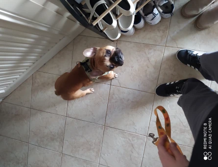 French Bulldog 1 Yaşında Oğluma Eş Arıyorum - 118965432