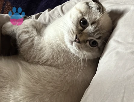 Scottish  1 Yaşında Kedim Eş Arıyor